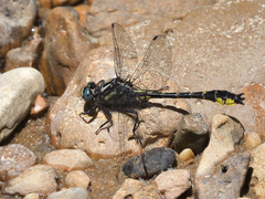 Hylogomphus apomyius