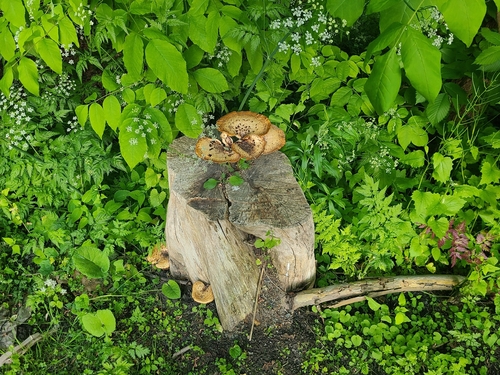 Dryad's Saddle