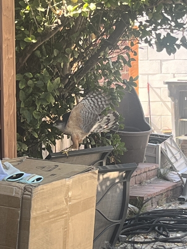 Cooper's Hawk