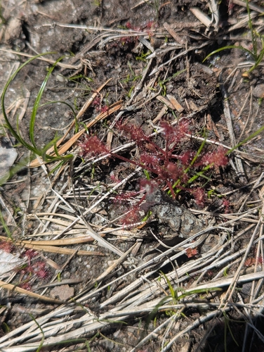 Spoonleaf Sundew