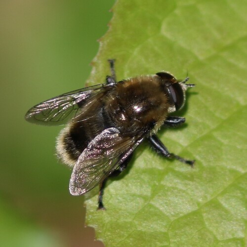 Narcissus Bulb Fly