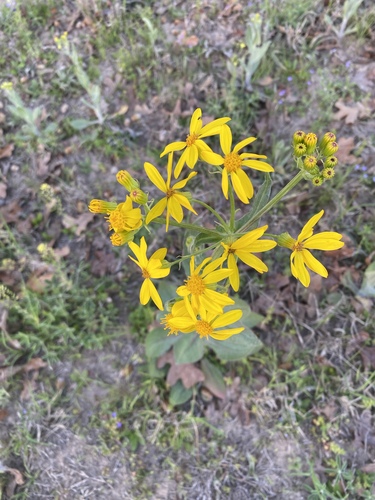 Senecio ampullaceus, photograph 2
