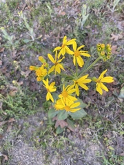 Senecio ampullaceus, photograph (c) Holly Bonorden Jentsch, some rights reserved (CC BY)