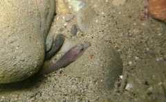 Lepadogaster lepadogaster