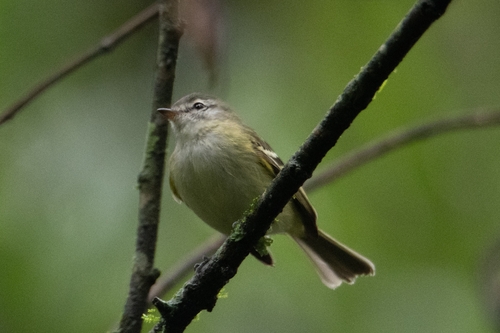 Sclater's Tyrannulet (Phyllomyias sclateri)