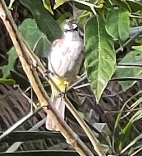 Pycnonotus goiavier observed 2026-06-05