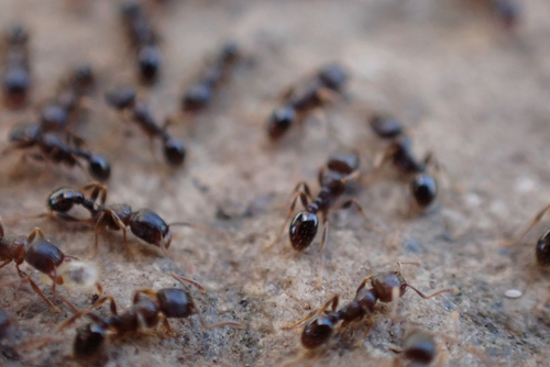 Japanese Pavement Ant