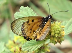 Acraea neobule neobule