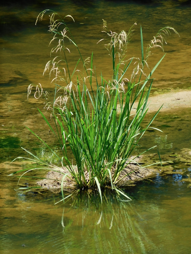 giant cutgrass (Zizaniopsis miliacea)