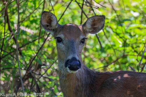 White-tailed Deer