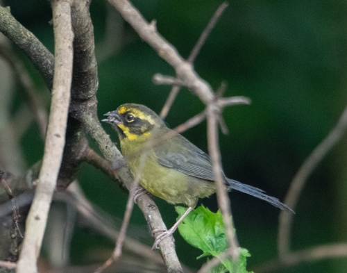 Yellow-striped Brushfinch (Atlapetes citrinellus), photo 2