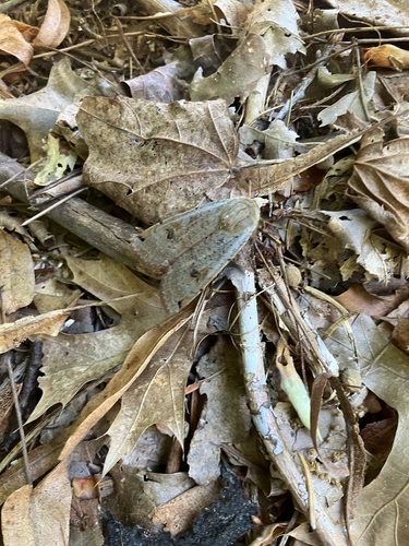 Large Yellow Underwing