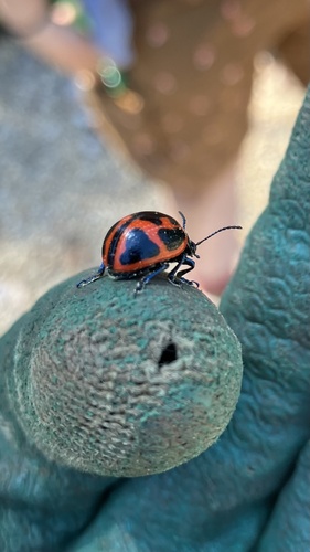 Swamp Milkweed Leaf Beetle