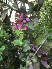 Magnoliopsida