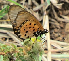 Acraea neobule neobule