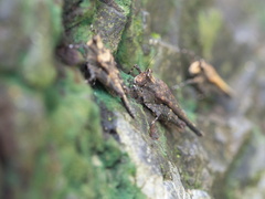 Timoritettix platynotus