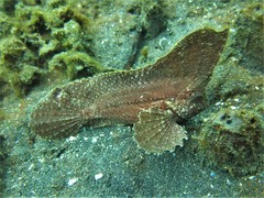 Ablabys taenianotus