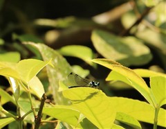 Bayadera brevicauda