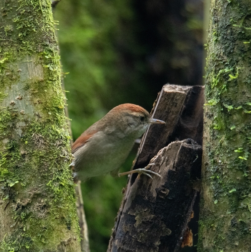 Azara's Spinetail