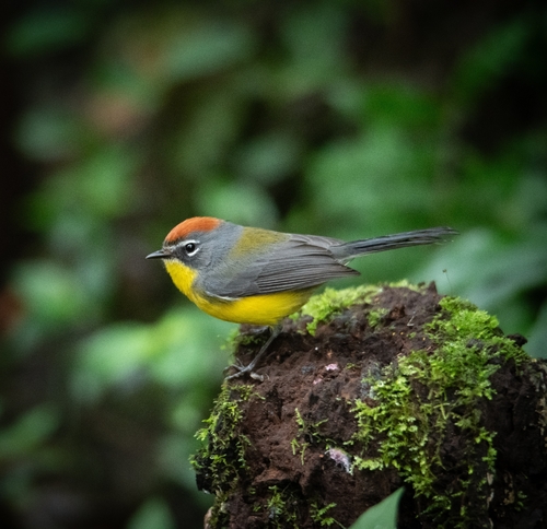 Brown-capped Redstart