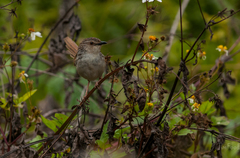 Prinia striata