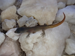 Goias Gecko photo 2