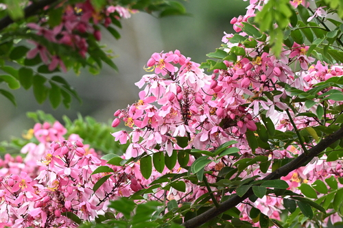 Java Cassia