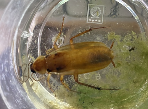 Turkestan Cockroach