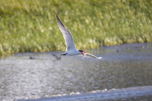 iNaturalist image