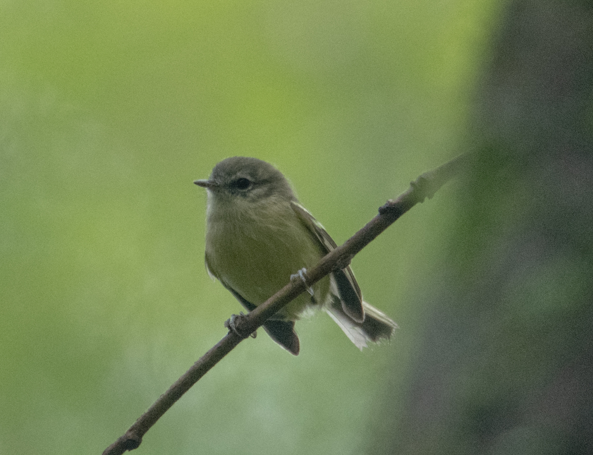 Sclater's Tyrannulet (Phyllomyias sclateri), photo 2