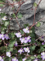 Cymbalaria muralis