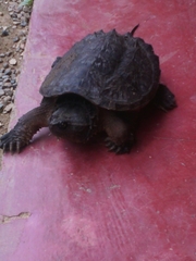 Chelydra rossignonii