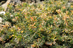 Suaeda australis