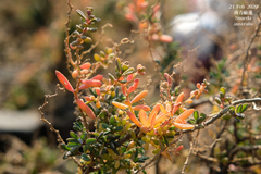 Suaeda australis