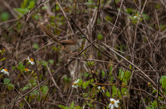 Prinia striata
