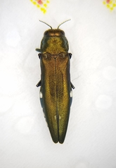 Agrilus biguttatus