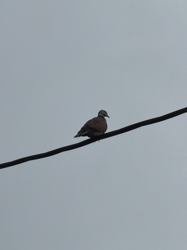 Red Collared-Dove