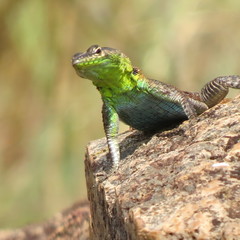 Platysaurus lebomboensis