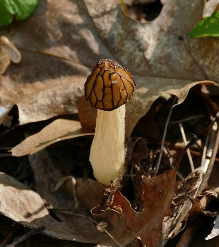 Half-free Morel