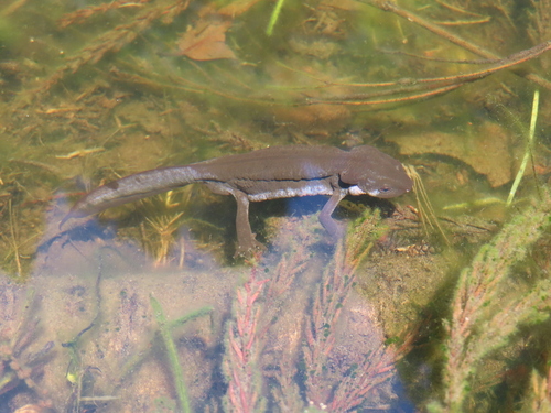 Japanese Fire Belly Newt, Cynops pyrrhogaster