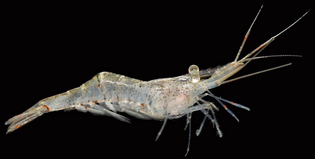 Eastern grass shrimp