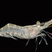 Eastern Grass Shrimp - Photo (c) Smithsonian Environmental Research Center, some rights reserved (CC BY)