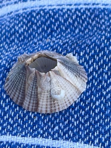 Amphibalanus reticulatus observed 2026-06-04