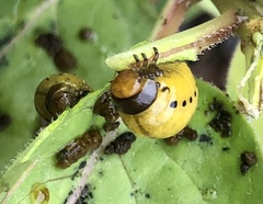 Labidomera clivicollis