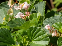 Begonia cucullata