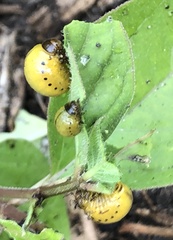 Labidomera clivicollis