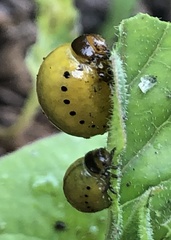 Labidomera clivicollis