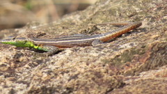 Platysaurus lebomboensis
