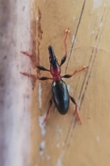 Cylas formicarius