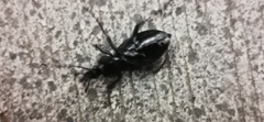 Carabina